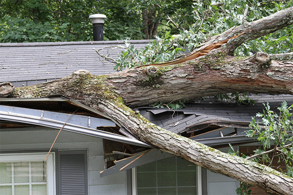Bay Area roof damaged by fallen tree